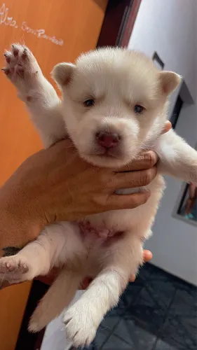 Husky siberiano puro