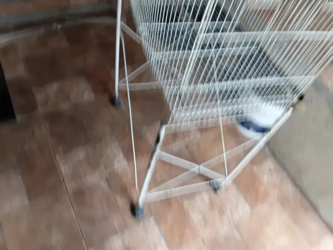 Endo viveiro de calopisita valor 150 atendo chat