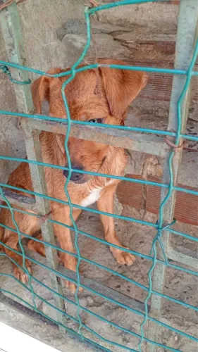 Doação de cachorro