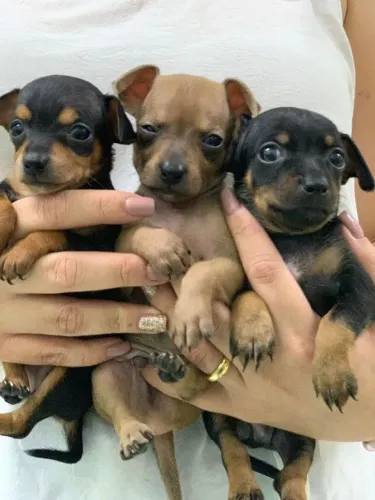 Pinscher macho 