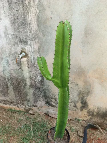 Cacto Euphorbia