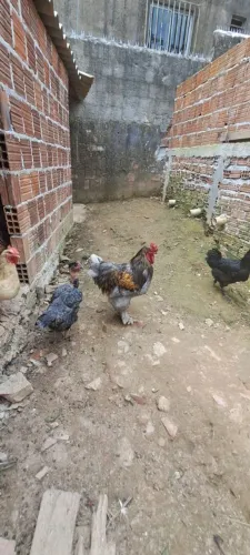 Galo brahma original de boa procedencia