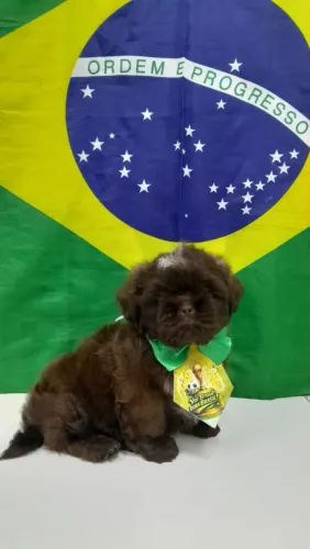 Filhotes de Shih Tzu marrom a pronta entrega, com 60 dias, vermífugo em dia, temos loja