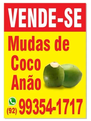 Mudas de coqueiro anão 