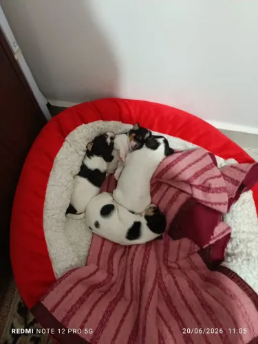 Lindos filhotes Fox paulistinha Terrier 