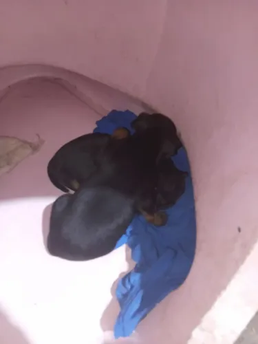 Filhotes de pinscher número 1 fêmea 500 reais e macho 450 reais