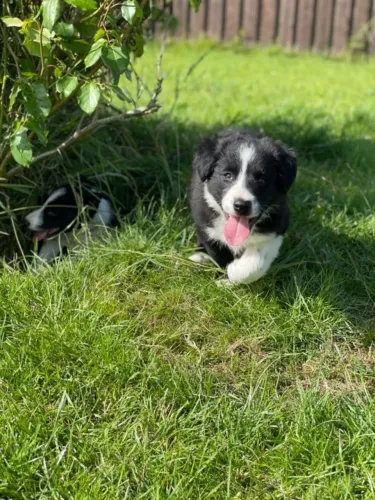 Baby Border Collie super docil com contrato de compra e venda