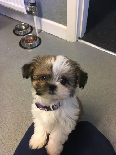 Shih Tzu Uma patinha de cada vez, uma nova história