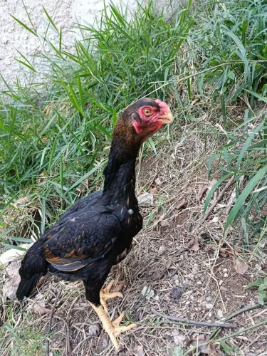 Galinha bico curto