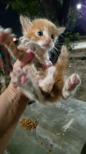 Gatinhos para doação responsável 