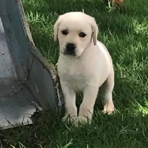 Labrador brincalhao e super amoroso