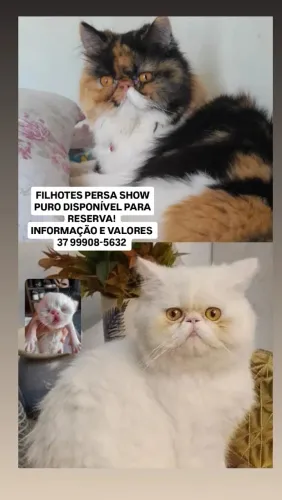 FILHOTES DE GATO PERSA