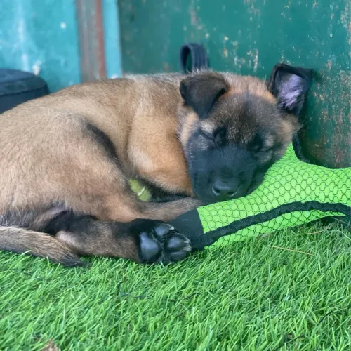Pastor Malinoar 