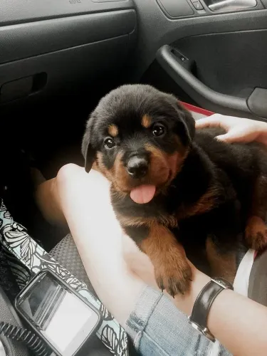 Rottweiler - Carinho Que Não Acaba
