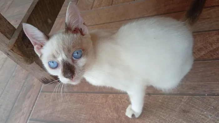 Doação Responsável Gato Castrado  4 meses