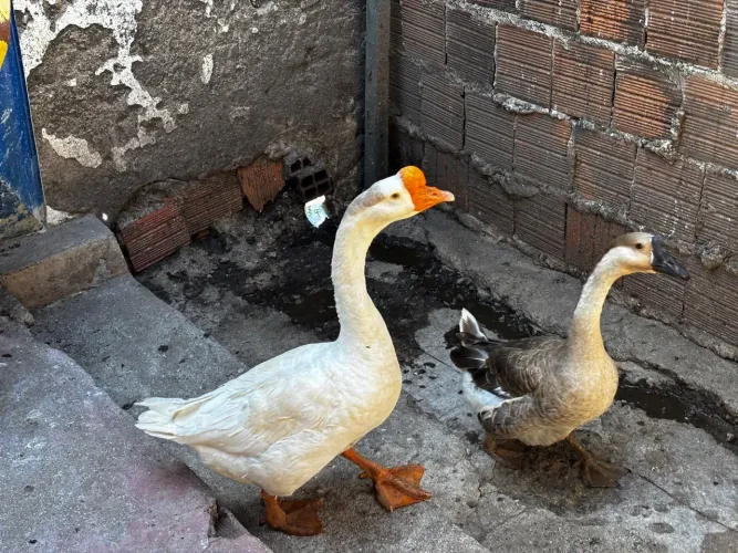 Casal de gansos. Zap *