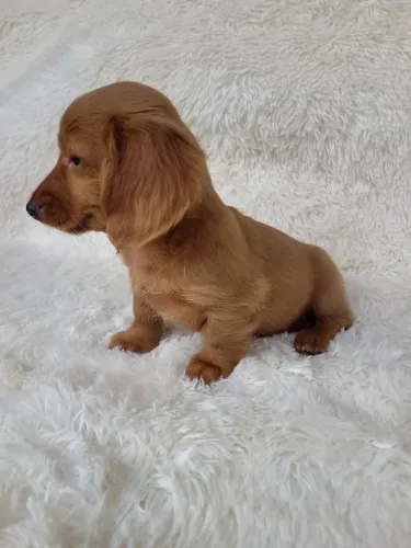 Dachshund macho pelo longo liso creme