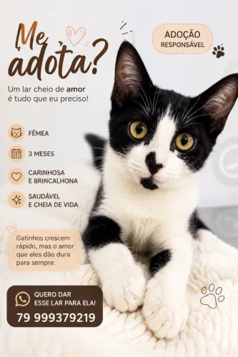 Gatinha filhote femea adoção