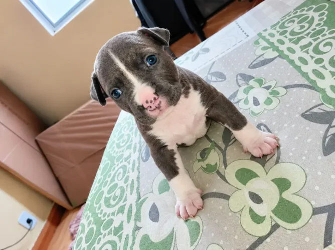 Vende-se Pitbull