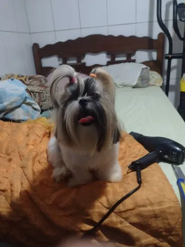 Procuro um namoradinho (macho) preferência pedigree CBKC