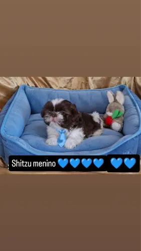 Shitzu macho filhote