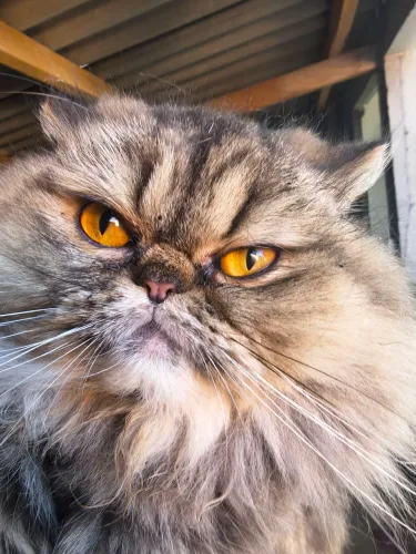 Gata fêmea persa