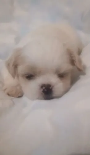 Machinho Shitzu 