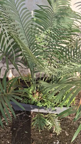 Planta Cica 