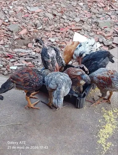 Galinha de Angola e Franguinho