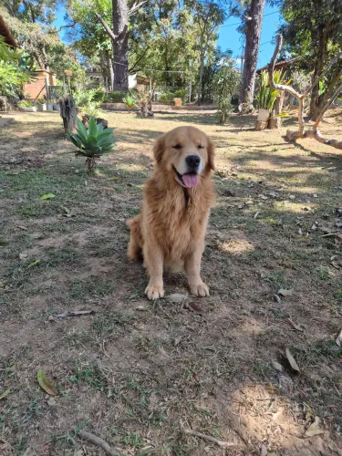 Golden Retriver