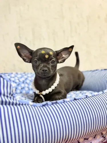 Chihuahua fêmea black pedigree opcional