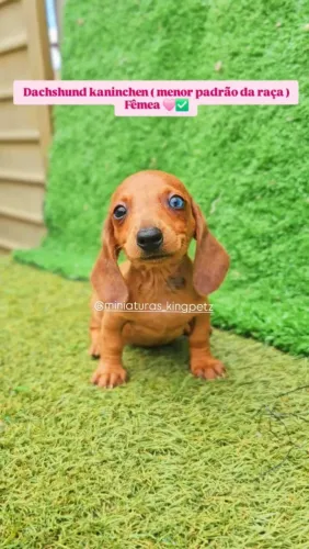 Fêmeas de Dachshund Miniatura e Kaninchen ( menores padrão da raça ) olhos claros!