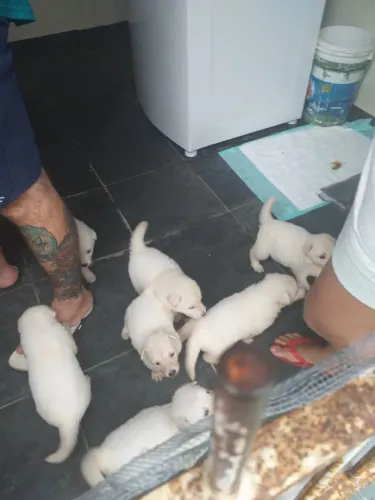 Cães Filhotes Pastor Suíço Branco