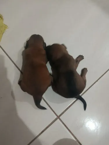 Cachorrinhos para doação