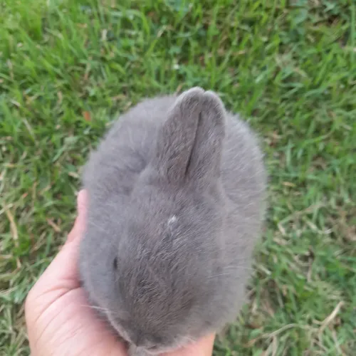 Coelho Netherland Dwarf - anão holandês.