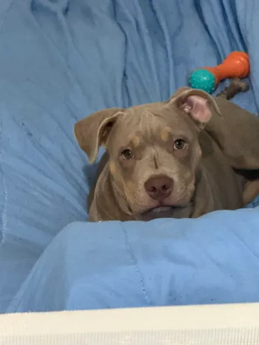 American bully pocket fêmea 4 meses