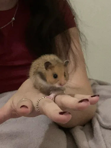 vendo 2 hamster urgente 