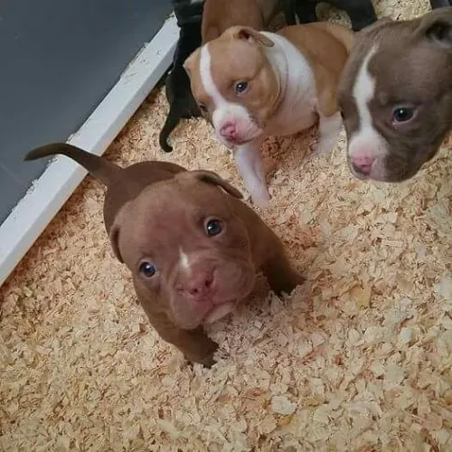 Pit Bull 