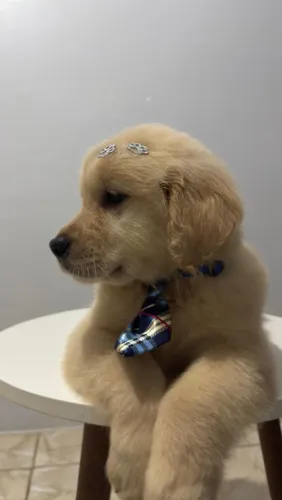 Filhotes Golden Retrievers