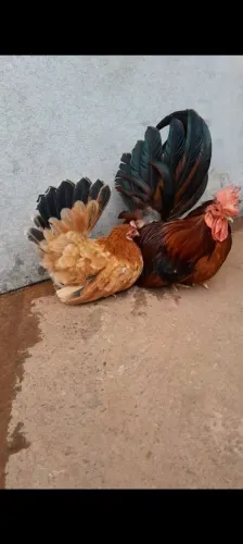 Vendo ou troco Nagasaki 
