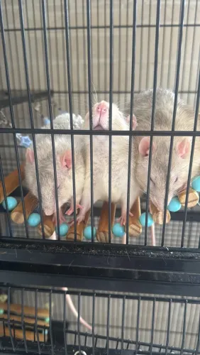 Ratos Twister Para Doação