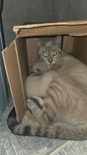Gato