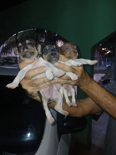 Vende filhotes fox paulistinha Terrier brasileiro