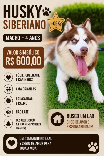 HUSKY SIBERIANO MACHO com CBKC