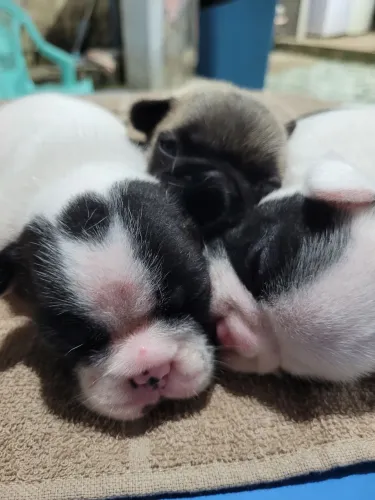 Filhote de bulldog frânces 
