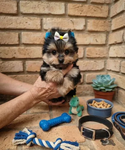 Esse lindo filhote de Yorkshire macho está disponível super dócil e amável