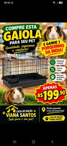 Porquinho da india grátis