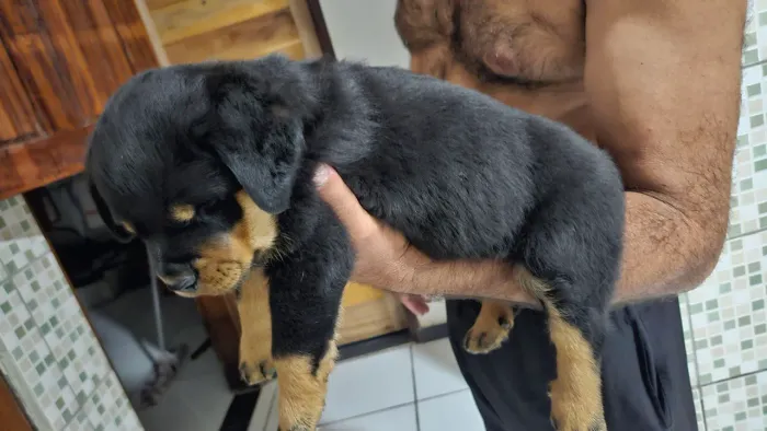 Filhote puro de rottweiler 