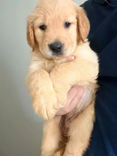 FILHOTES DE GOLDEN