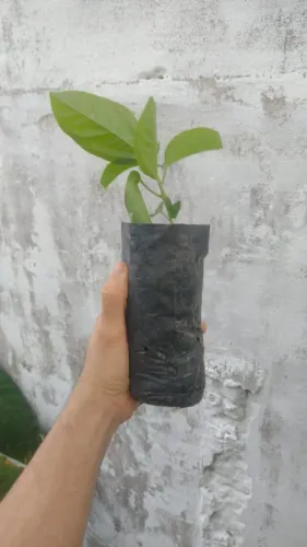 Mudas de maracujá